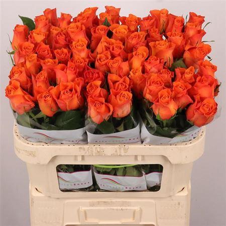 <h4>R Gr Orange Wave</h4>