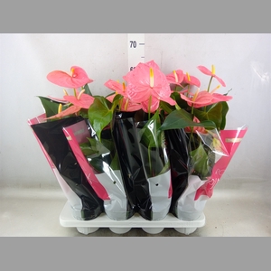 Anthurium andr. 'Colorado'