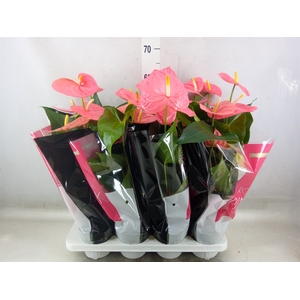 Anthurium andr. 'Colorado'