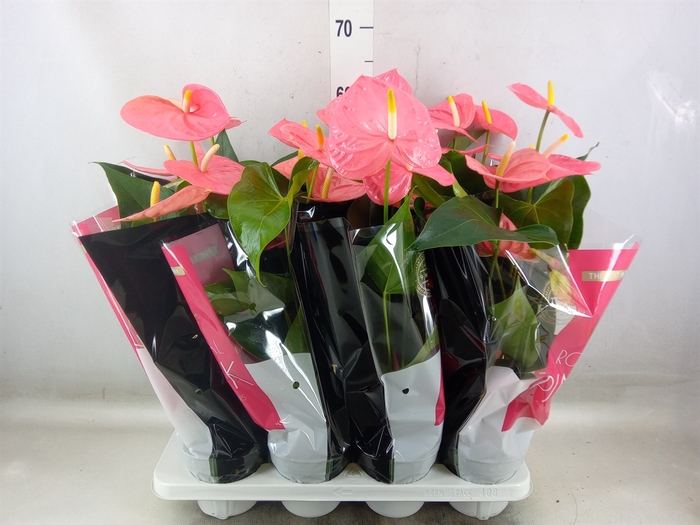 <h4>Anthurium andr. 'Colorado'</h4>