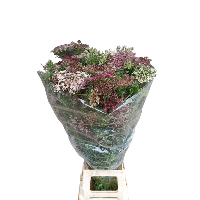 <h4>Daucus Carota Dara</h4>