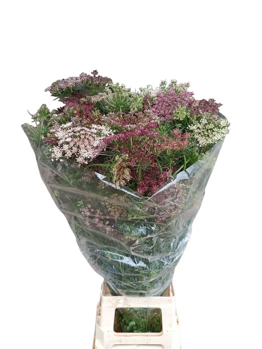 <h4>Daucus Carota Dara</h4>