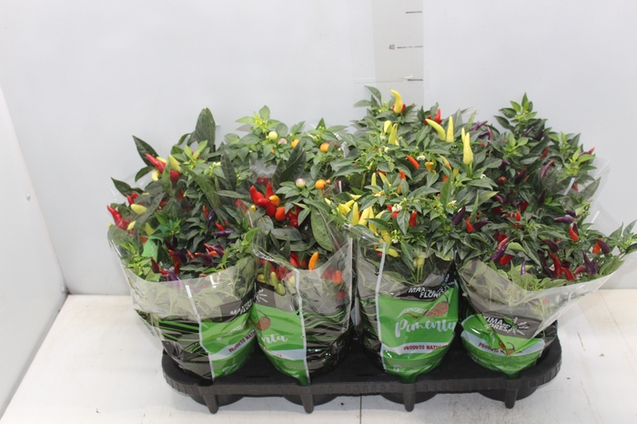 <h4>PIMENTA P14</h4>