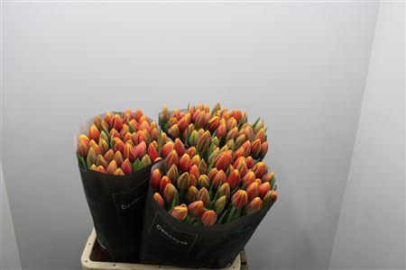 <h4>Tu En Rambo</h4>