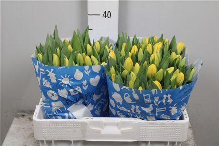 <h4>Tu En Novi Sun</h4>