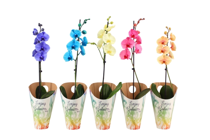 <h4>Enjoy Potcover Phal I Am Mix 1T9+</h4>