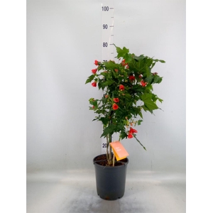 Abutilon  'Red Trumpet'