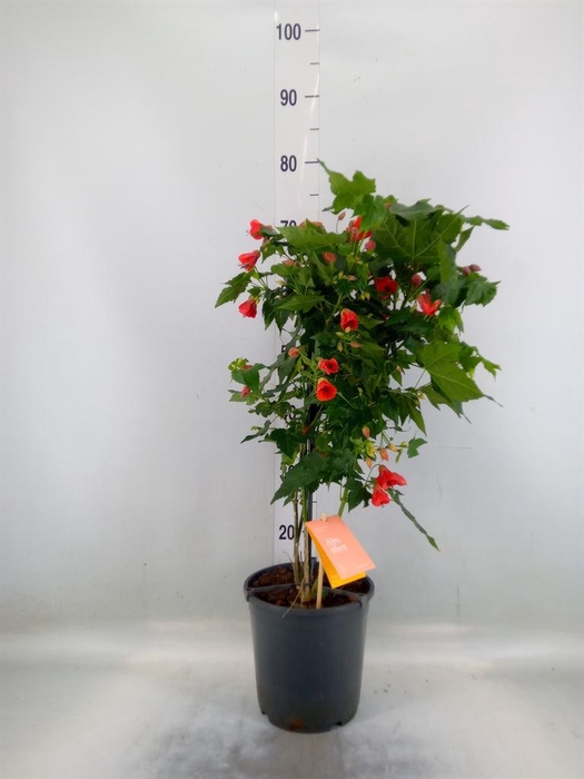 <h4>Abutilon  'Red Trumpet'</h4>