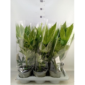 Fatsia japonica 'Variegata'