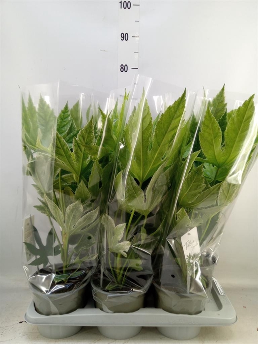 <h4>Fatsia japonica 'Variegata'</h4>