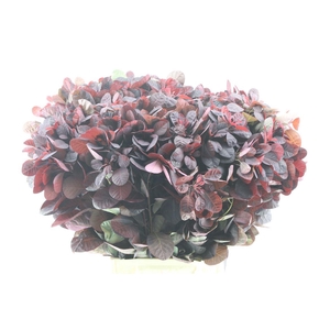 Cotinus Royal Purple