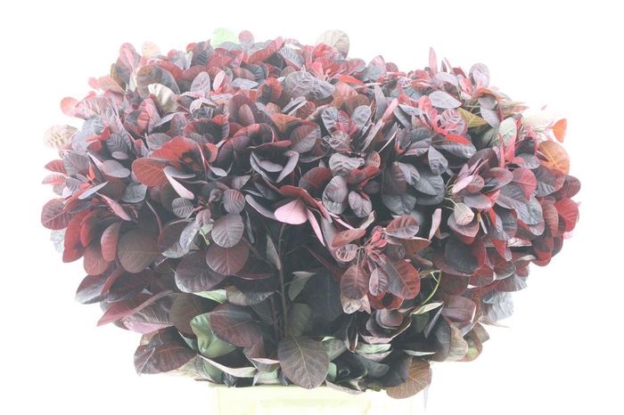 <h4>Cotinus Royal Purple</h4>