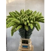 Setaria Italica Green Pearl
