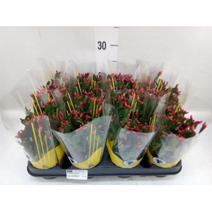 Rhipsalidopsis   ...