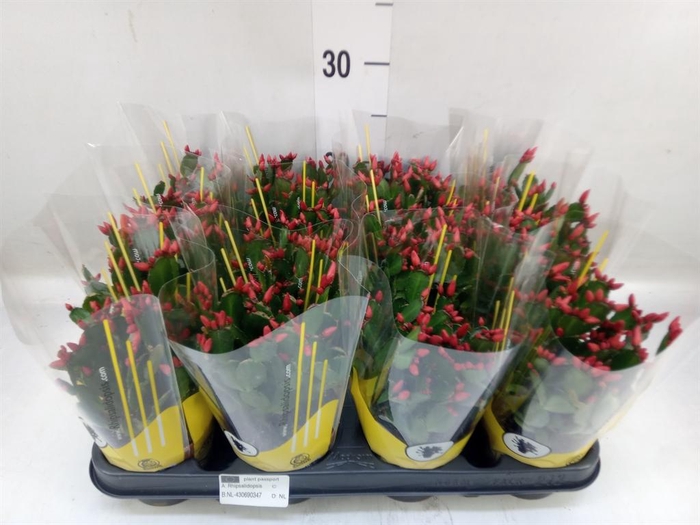 <h4>Rhipsalidopsis   ...</h4>