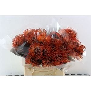 Leuco Klbh Brown