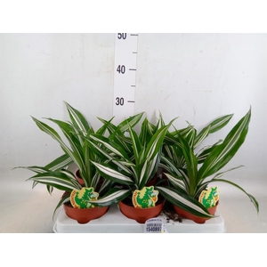 Dracaena fr de 'White Green'
