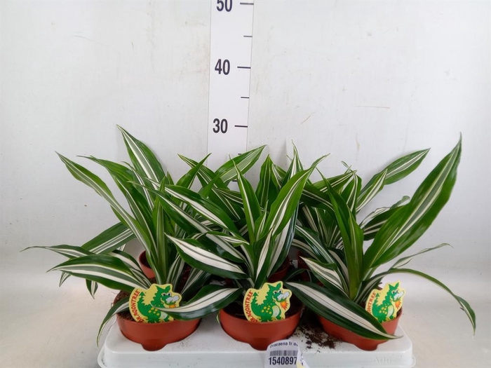 <h4>Dracaena fr de 'White Green'</h4>