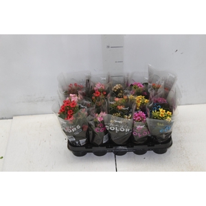 KALANCHOE P06 BICOLOR