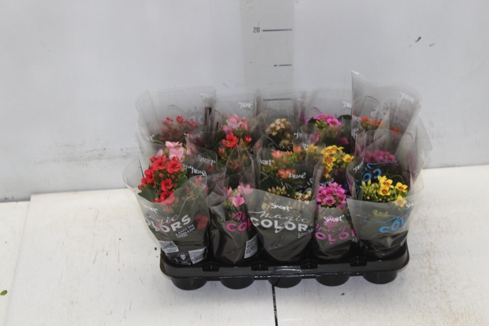 <h4>KALANCHOE P06 BICOLOR</h4>