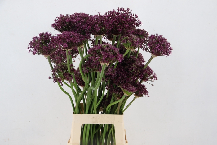 <h4>ALLIUM  MIAMI</h4>