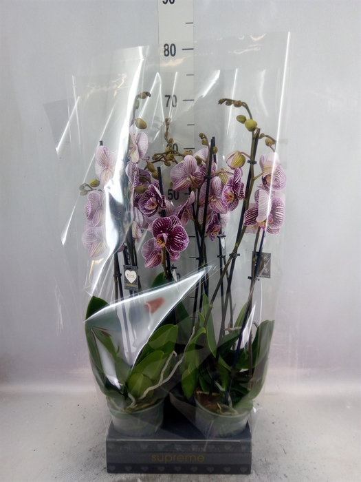 <h4>Phalaenopsis  'FC Black Stripes'</h4>