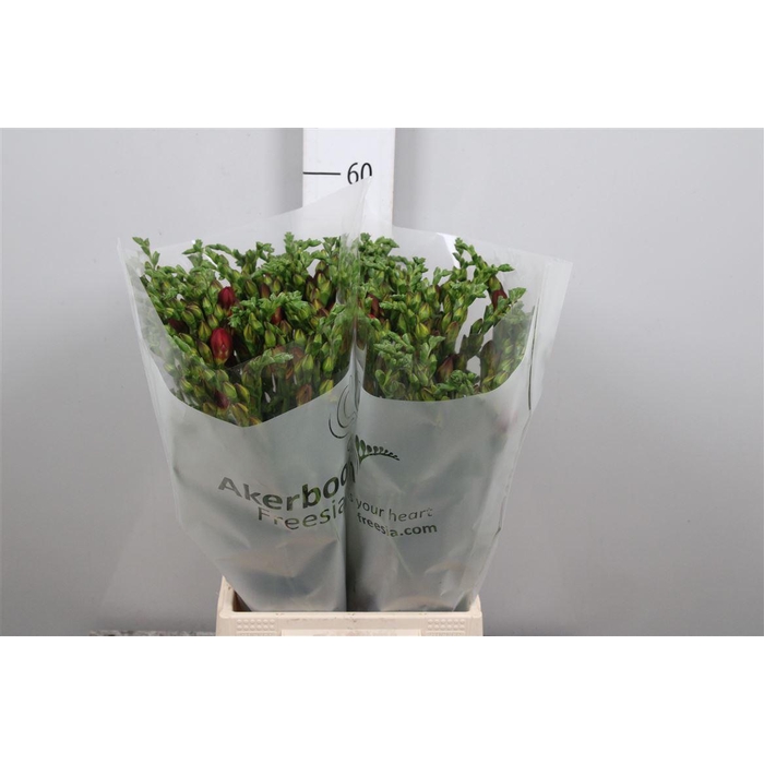 <h4>Fr Du Expression</h4>