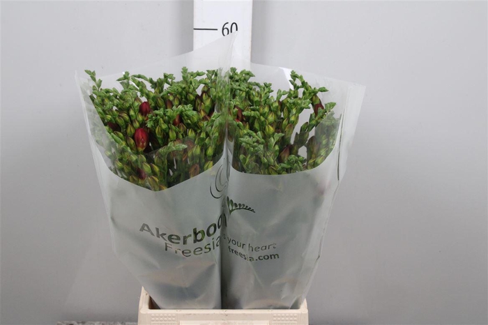 <h4>Fr Du Expression</h4>