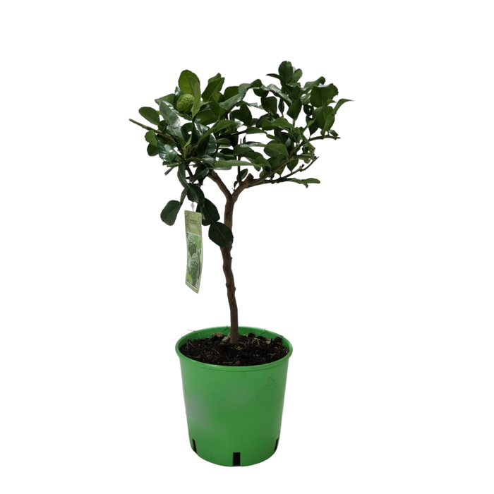<h4>Citrus hystrix</h4>