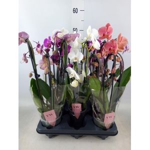 Phalaenopsis  'Elegant Cascade'