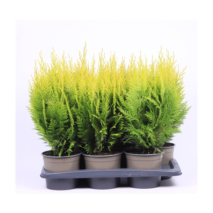 <h4>Chamaecyparis lawsoniana 'Ivonne'</h4>