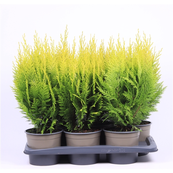 <h4>Chamaecyparis lawsoniana 'Ivonne'</h4>