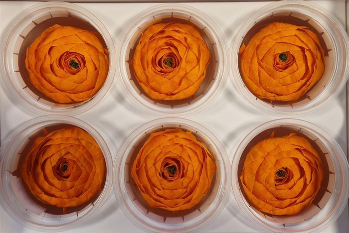 <h4>Ran Pres Orange</h4>