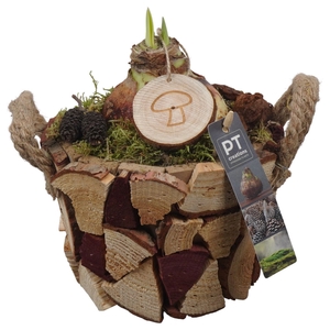 Arr.  Hippeastrum  L%