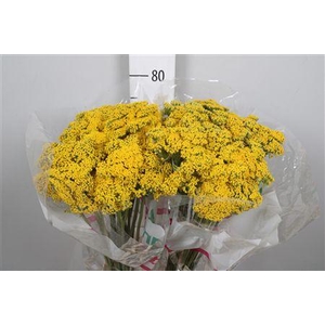 Achil F Parker Variety