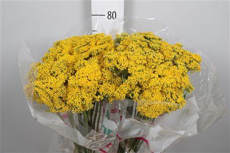 <h4>Achil F Parker Variety</h4>