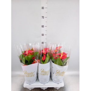 Anthurium andr. 'Everio'