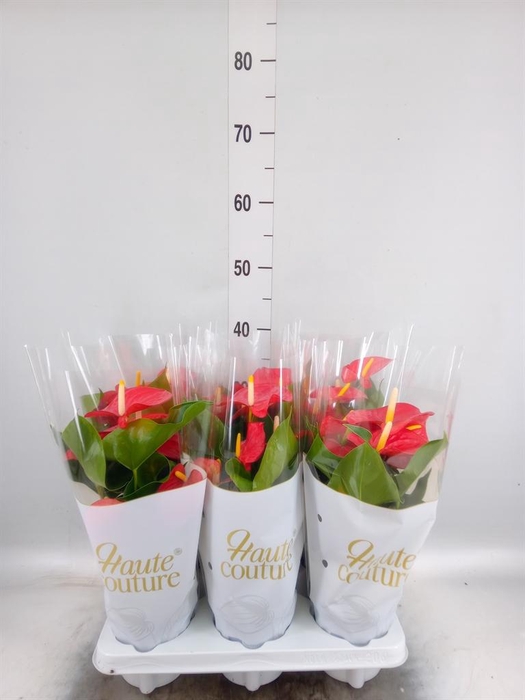 <h4>Anthurium andr. 'Everio'</h4>
