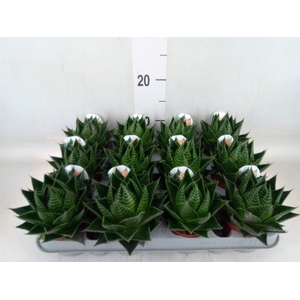 Aloe aristata 'Cosmo'