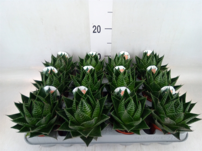 <h4>Aloe aristata 'Cosmo'</h4>
