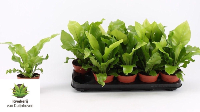 <h4>ASPLE NIDUS</h4>