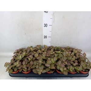 Fittonia verschaf. 'Red Angel'