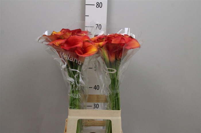 <h4>Zant Capt Odeon</h4>