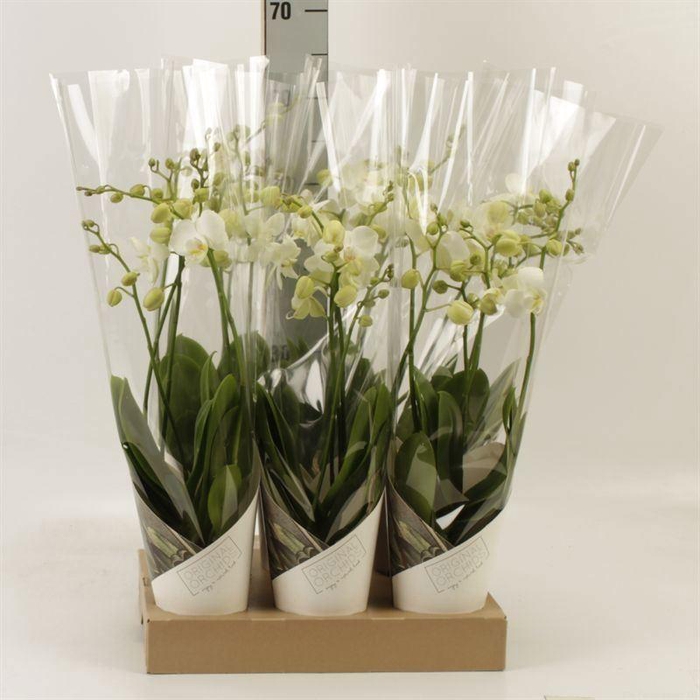 <h4>Phalaenopsis  'Ant Inverness'</h4>