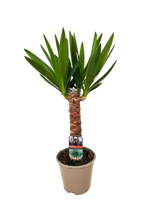 <h4>Yucca Enkel Stam 2+</h4>