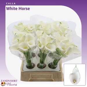 Calla Whitehorse
