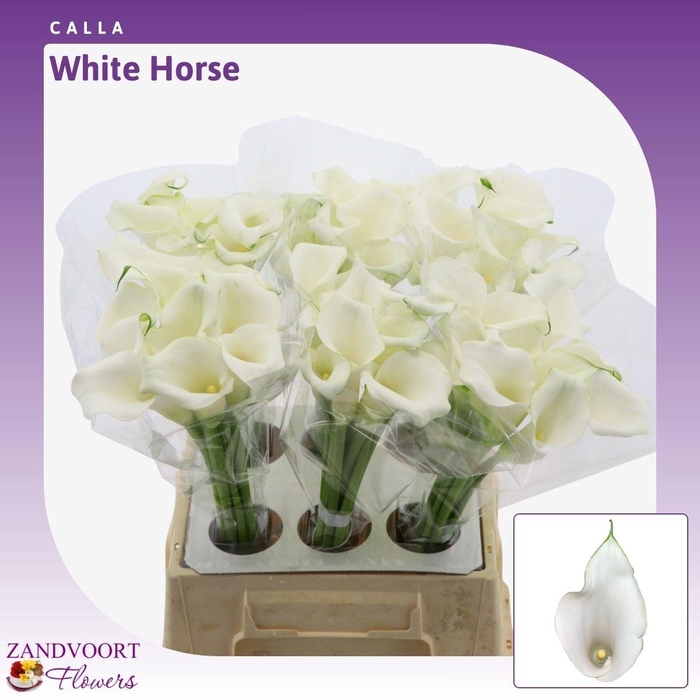 <h4>Calla Whitehorse</h4>
