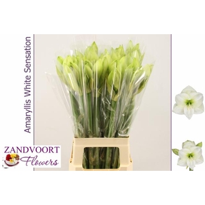 HIPP GA WH SENSATION