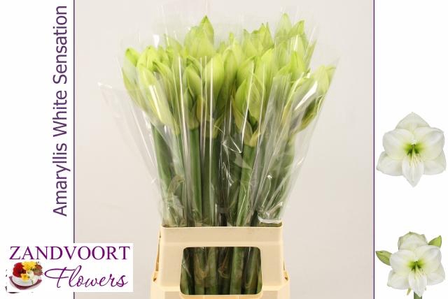 <h4>HIPP GA WH SENSATION</h4>