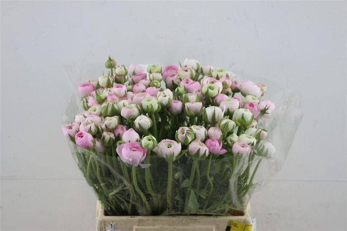 <h4>Ran El Pink 42cm</h4>